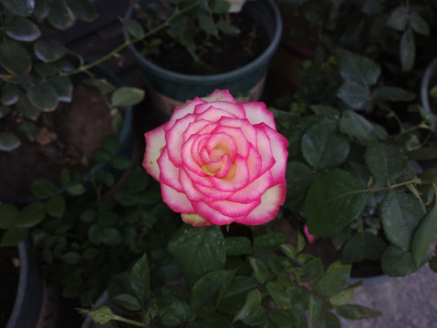 月季花