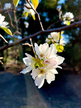 李子花