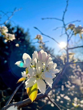 李子花