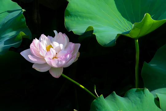荷花