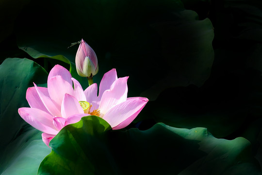荷花