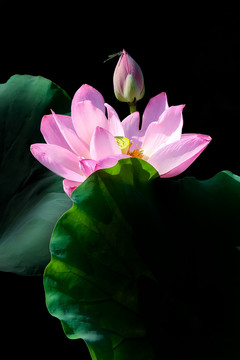 荷花