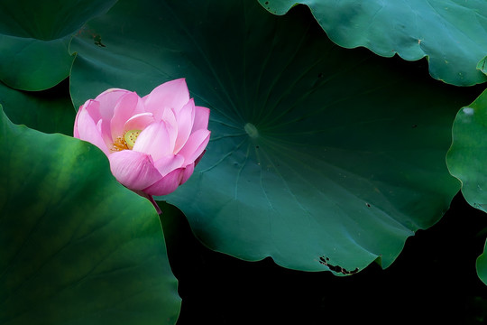 荷花