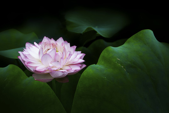 荷花