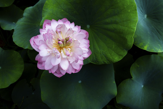 荷花