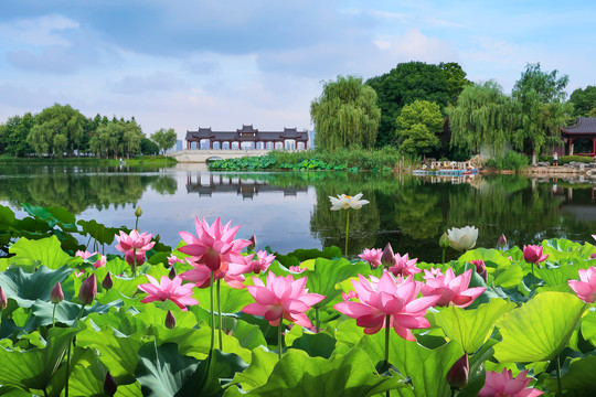 沙湖公园荷花