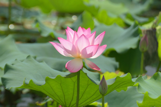 荷花