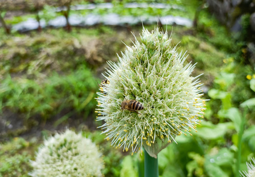 蜜蜂采花