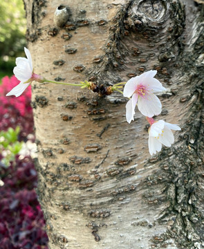 东京樱花