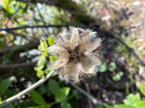 木芙蓉