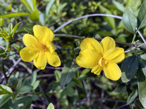 迎春花