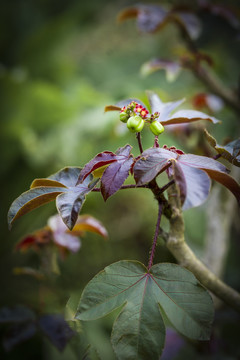 花卉