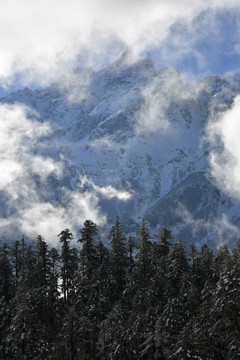 雪山森林