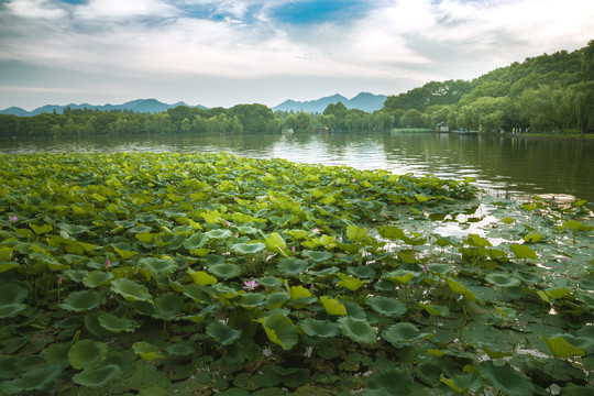 西湖北里湖