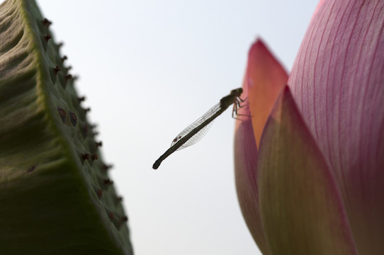 莲花开了