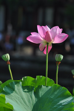 荷花特写莲花特写