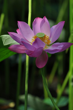 荷花藕莲花