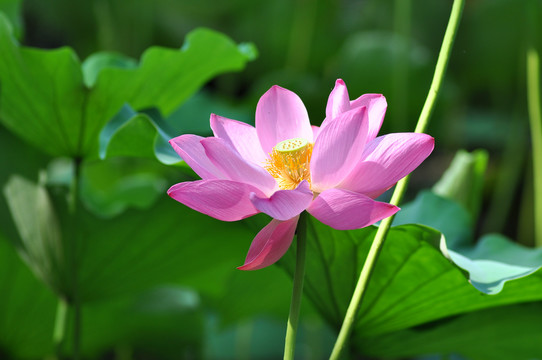 莲花荷花藕