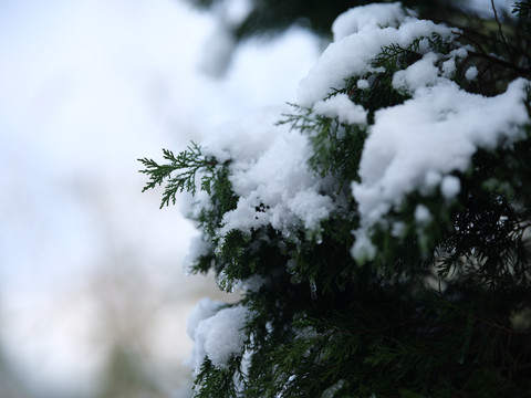 树枝上的雪