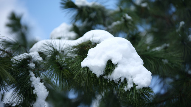 松树上的雪