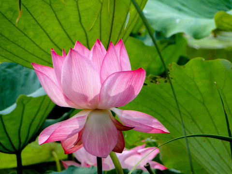 荷花莲花莲蓬花瓣