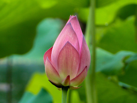 荷花莲花莲蓬花瓣