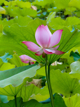 荷花莲花莲蓬花瓣