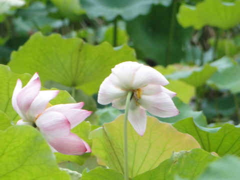 荷花莲花莲蓬花瓣