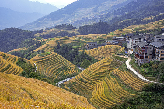 桂林龙胜梯田秋景