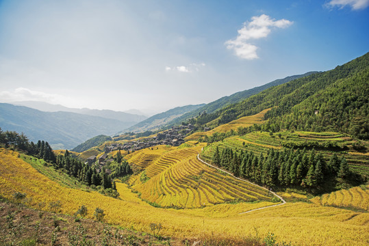 桂林龙胜梯田秋景