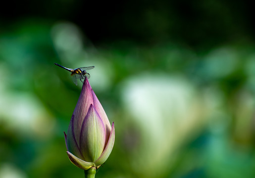 蜻蜓