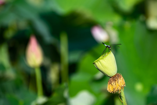 蜻蜓