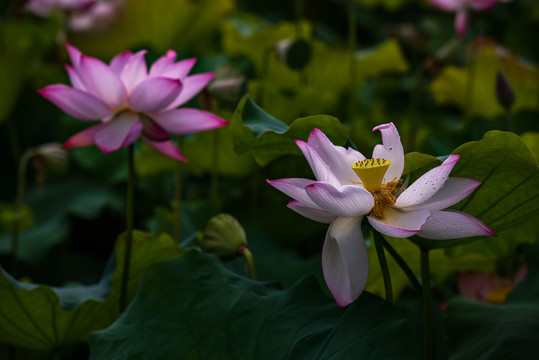 荷花特写3