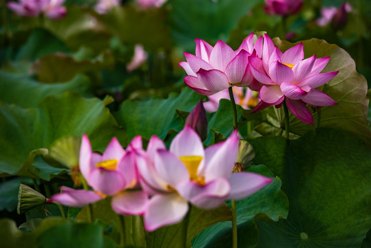 荷花特写