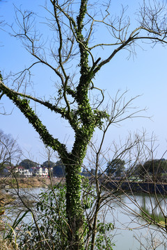 池塘边的大树