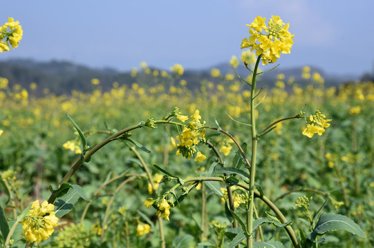 油菜地