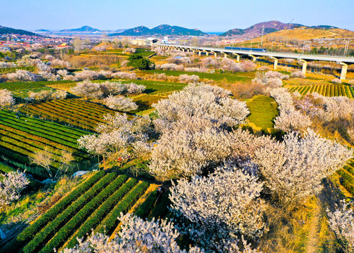 青岛春天