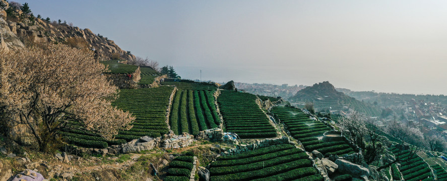 崂山茶园风光