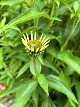 松果菊