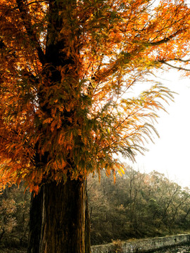 秋天的落羽杉红色落羽松