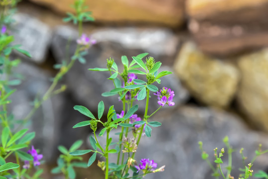 紫花苜蓿