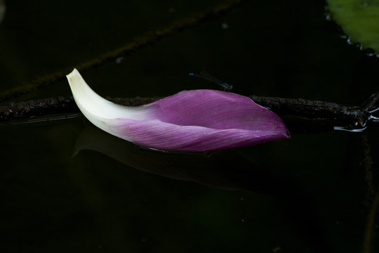 水中的荷花花瓣