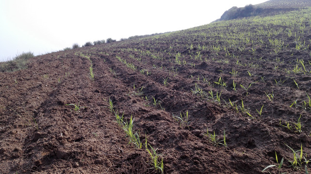小米种植基地