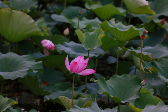 上海古漪园荷花池