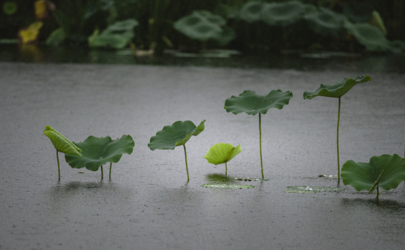 雨中荷塘