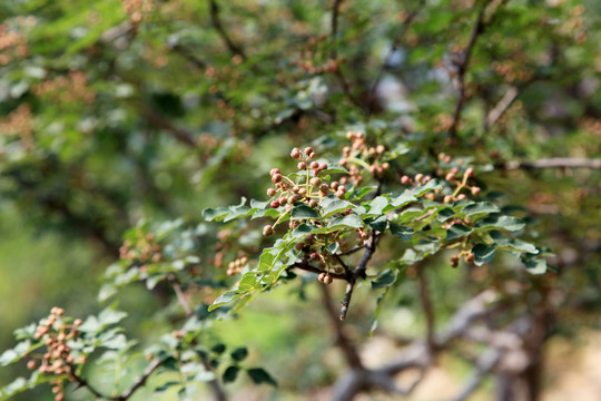 花椒树