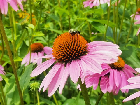 松果菊