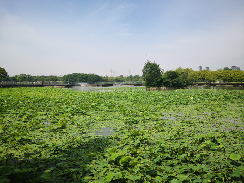 成都北湖生态湿地公园