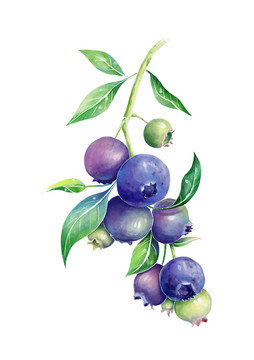 蓝莓手绘插画
