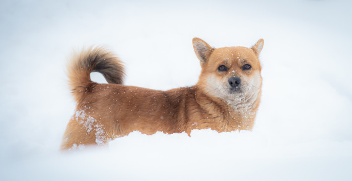 雪中小狗